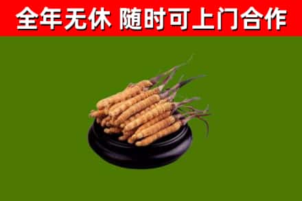 信都烟酒回收冬虫夏草.jpg